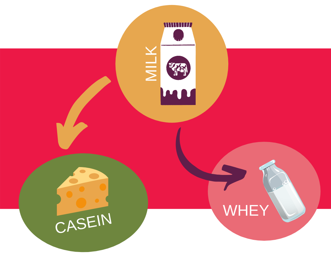 Milk becomes Curds (Casein) and Whey